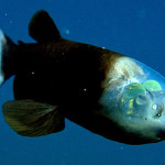 barreleye1-350