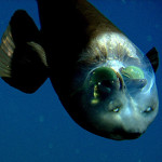 barreleye2-350