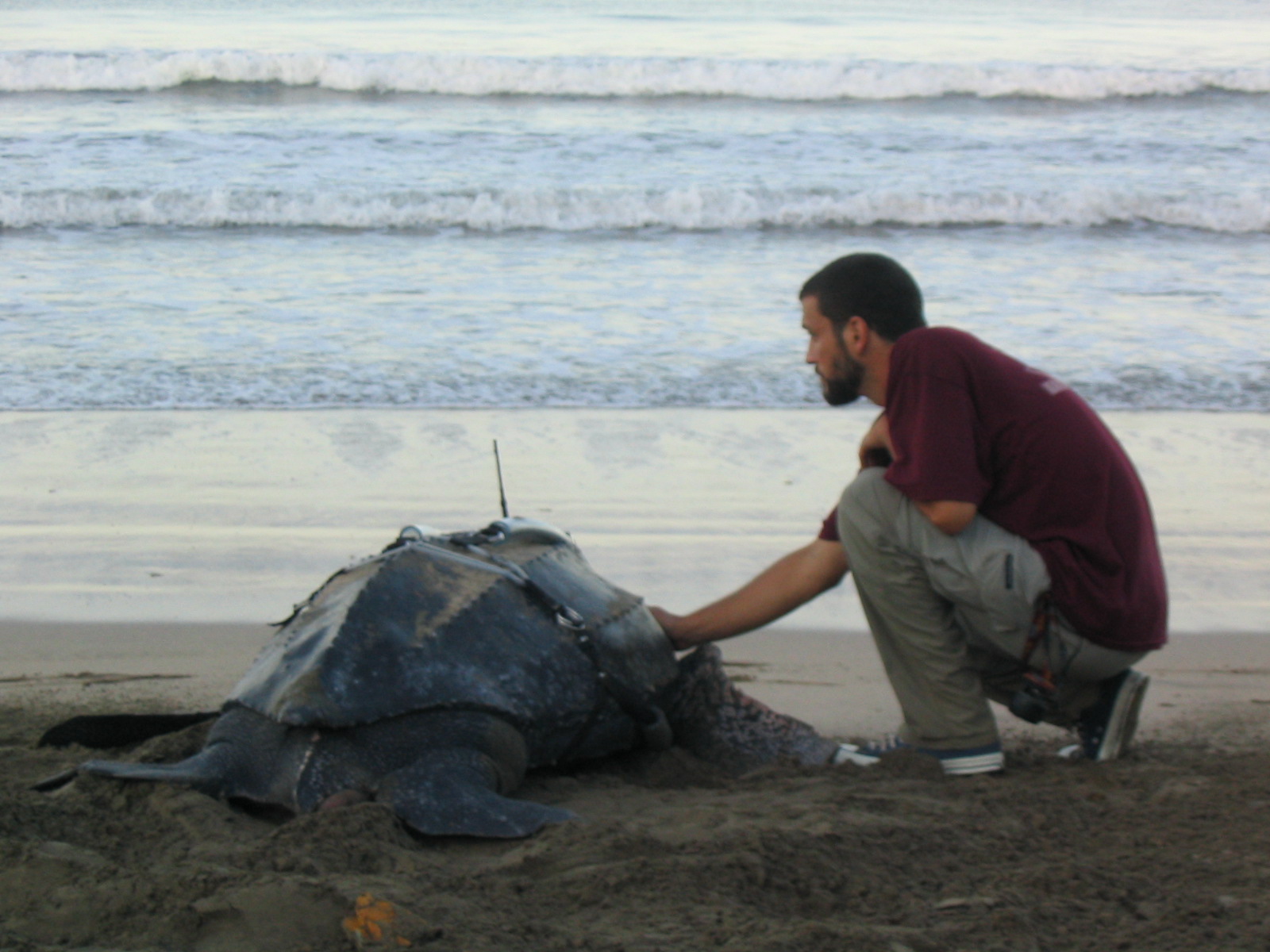 The Great Turtle Race begins again! Deep Sea News