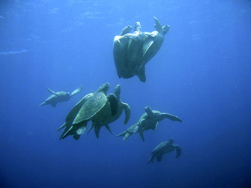 Green turtles mating in Sipadan, Malaysia. Image by Petter Lindgren.