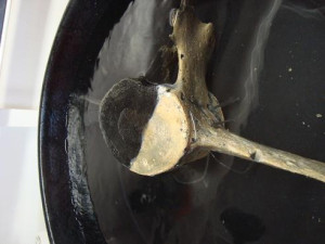 The black half of this minke whale vertebra was submerged in anoxic sediment and is free of invertebrates.  The white half protruded into the water column and is riddled with zombie worm burrows.