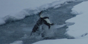 leopardsealwithpenguin