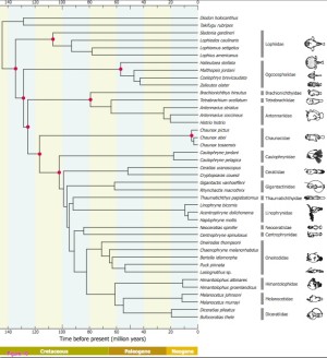 From Miya et al. 2010 Figure 10 Divergence times of the Lophiiformes