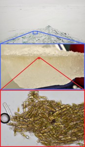 Sea ice algae at various levels of magnification:  Algae-streaked ice off the bow of the Palmer (top), algae-filled brine channels in an ice fragment brought back to the lab (middle), and a magnified view of algae chipped from this ice block (bottom).  Photographs courtesy Mattias Cape.