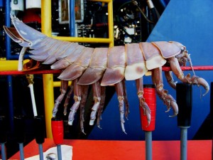ROV Hitchhiker 1_compr