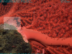 A potential new species of nudibranch (white box) on a bubblegum coral