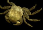 cococrab2