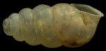 cocogastropod