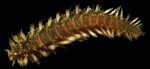 cocoworm
