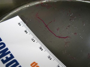 IMG_8527