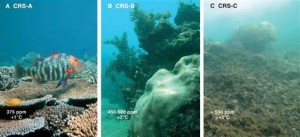 The left image represents an intact system at current CO2 levels; the center image shows coral decay with increased CO2; and the right image shows a devastated system with even higher CO2 emissions. O. Hoegh-Guldberg, et al (2007) Coral reefs under rapid climate change and ocean acidification, Science, 318(5857), p. 1741