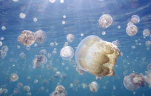 Golden jellyfish by the millions thrive in Palau's Jellyfish Lake.