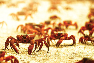 Decimated by predators and dogged by the whims of the weather, each year 50 million red crabs scamper over jagged cliffs and sunbaked sands to the water's edge for their annual spawning.
