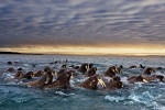 With the decrease in ice cover in recent years, walruses are struggling to maintain their position what few ice chunks exist.