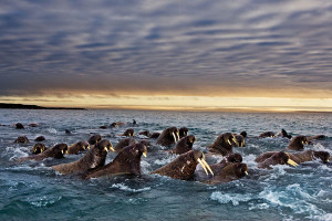 With the decrease in ice cover in recent years, walruses are struggling to maintain their position what few ice chunks exist.