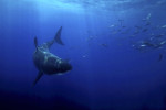 Great White Sharks cover thousands of miles of open ocean for a good meal.