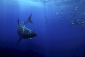 Great White Sharks cover thousands of miles of open ocean for a good meal.