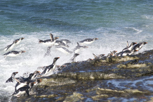 The aptly named Rockhopper Penguins must scale steep cliffs every day to bring food back to their chicks.