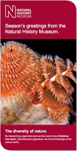 Christmas tree worm