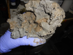 Close-up of oily sediment found in Gulf cores. (Photo taken from NPR website)