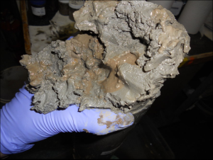 Close-up of oily sediment found in Gulf cores. (Photo taken from NPR website)