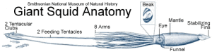 Giant Squid Anatomy