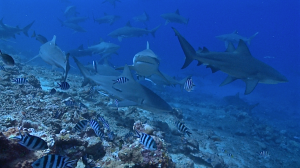 Bull sharks, Fiji. © 2011, Mike Neuman, Beqa Adventure Divers