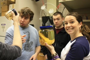 Giant Antarctic Polychaete