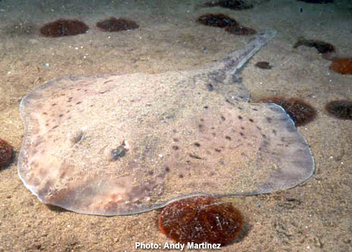 dogfish shark skeleton. of the dogfish shark,