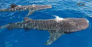 Two whale sharks off the coast of Mexico