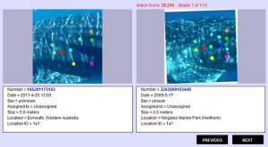 Results of pattern matching in ECOCEAN