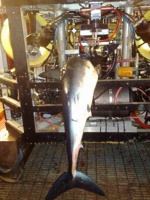 Mako2