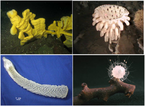 The diversity of glass sponges. Clockwise from upper left: Aphrocallistes, Chonelasma, Ihaventhefoggiestbutitsurelooksneat, and the very phallic Euplectella