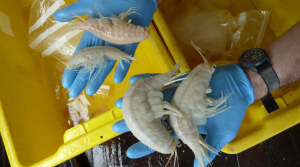Several supergiant amphipods. Photo copyright of Oceanlab, University of Aberdeen, UK. Several supergiant amphipods. Photo copyright of Oceanlab, University of Aberdeen, UK.