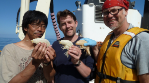 Toyo Fujii, Alan Jamieson (University of Aberdeen) and Ashley Rowden (NIWA) with the supergiant amphipods. Photo copyright of Oceanlab, University of Aberdeen, UK