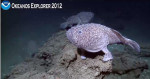 Sladenia shaeferi, an angler fish