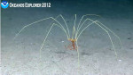 Over a foot wide, this is a sea spider or pycnogoinid