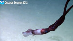 Elegant deep sea squid