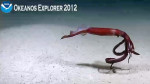Elegant deep sea squid
