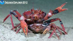 Coupling crabs, note the melanised blackened shell disease lesions