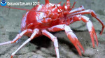 This squat lobster had incredibly long antennae