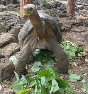 Lonesome George, © BBC News