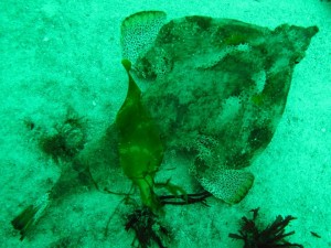 Batfish