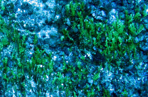 Halimeda
