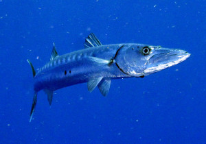 Barracuda
