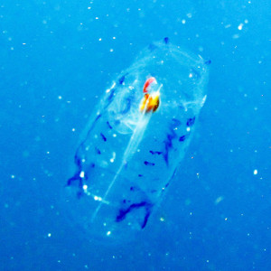 Salp, Salpa cylindrica perhaps?