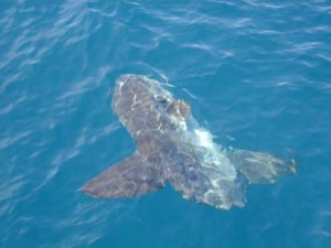 From NOAA's Ocean Explorer: A mola mola soaks up the sun. Image courtesy of Jon Moore.