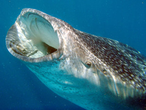 nom nom