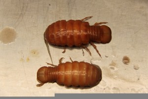 Isopods, Syscenus sp.