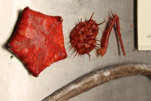Deep sea star and some crab parts; nt everyone makes it to the surface intact